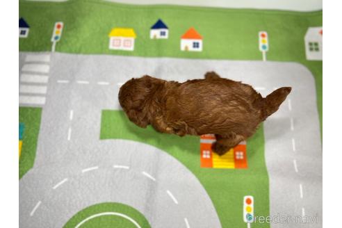 成約済の愛知県のトイプードル-232208の3枚目