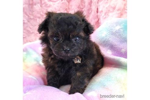 子犬