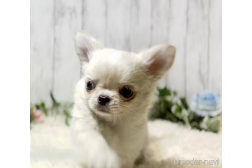 成約済の静岡県のチワワ(ロングコート)-232231の6枚目