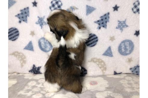 成約済の千葉県のシーズー-229934の3枚目
