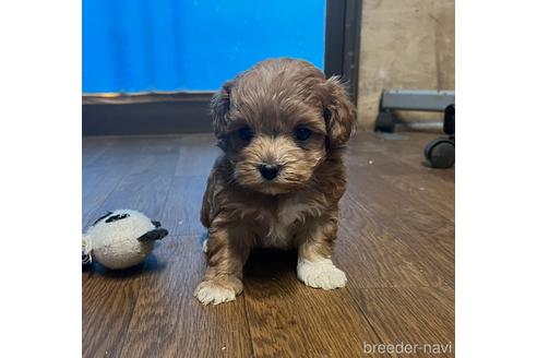 成約済の鹿児島県のマルプー:マルチーズ×トイプードル-232250の2枚目