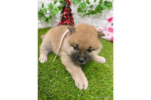 成約済の愛知県の柴犬-232281の3枚目