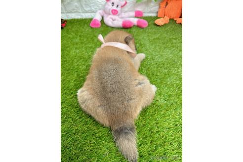 成約済の愛知県の柴犬-232281の4枚目