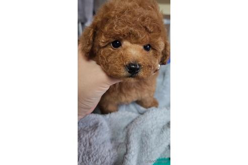 成約済の栃木県のトイプードル-228935の14枚目