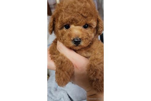成約済の栃木県のトイプードル-228935の13枚目