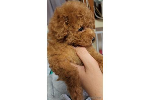 成約済の栃木県のトイプードル-228935の12枚目