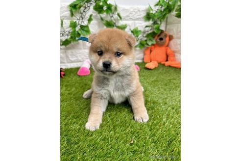 成約済の愛知県の柴犬-232282