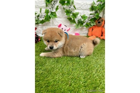 成約済の愛知県の柴犬-232282の5枚目