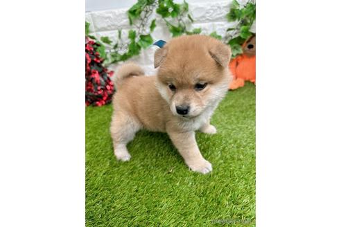 成約済の愛知県の柴犬-232282の3枚目