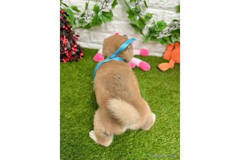 成約済の愛知県の柴犬-232282の4枚目