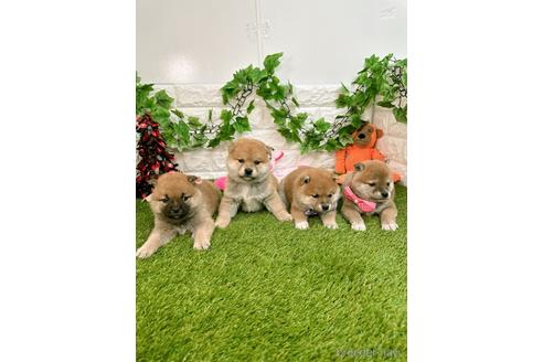 成約済の愛知県の柴犬-232282の2枚目