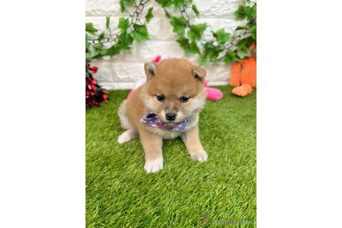 成約済の愛知県の柴犬-232284