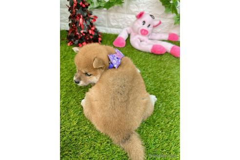 成約済の愛知県の柴犬-232284の3枚目