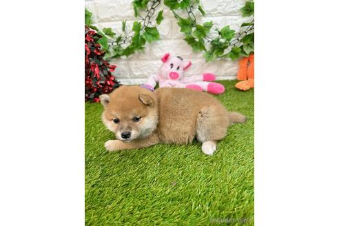 成約済の愛知県の柴犬-232284の5枚目