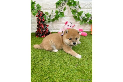 成約済の愛知県の柴犬-232284の4枚目