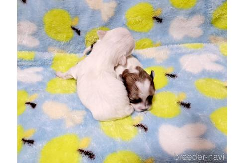 成約済の広島県のチワマル:チワワ×マルチーズ-232345の3枚目