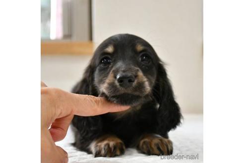 成約済の愛知県のミニチュアダックスフンド(ロングヘアード)-232386