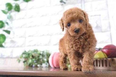 成約済の滋賀県のトイプードル-229733の1枚目