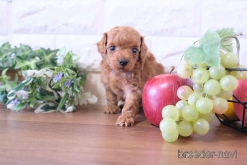 成約済の滋賀県のトイプードル-229733の3枚目