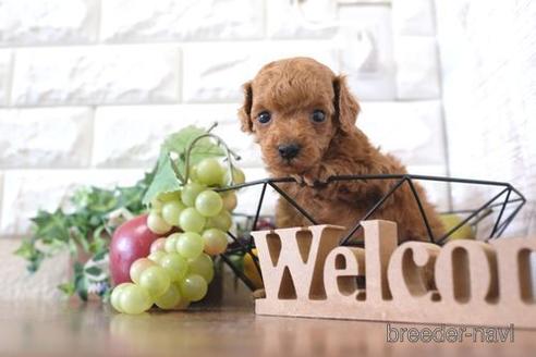 成約済の滋賀県のトイプードル-229733の2枚目