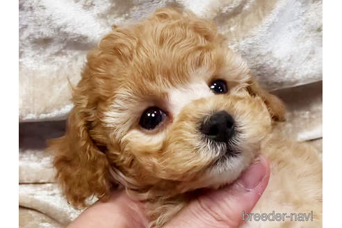 子犬