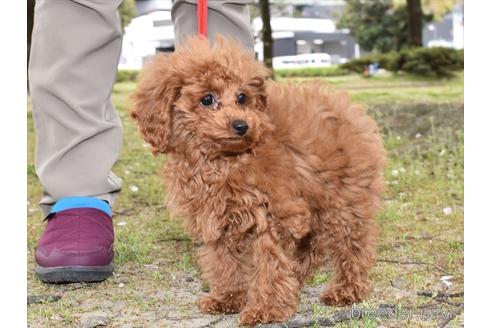 成約済の愛知県のタイニープードル-218509の6枚目