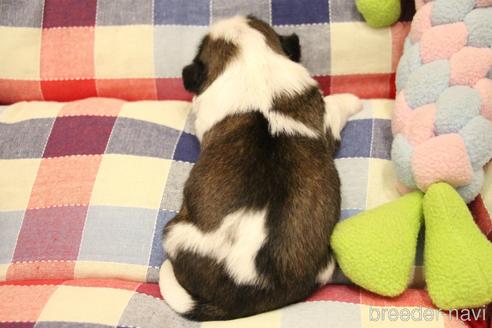 成約済の愛知県のシーズー-231374の30枚目