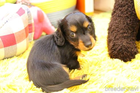 成約済の愛知県のカニンヘンダックスフンド(ロングヘアード)-224934の11枚目