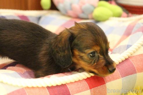 成約済の愛知県のカニンヘンダックスフンド(ロングヘアード)-224933の10枚目
