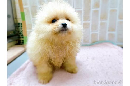 成約済の東京都のポメラニアン-228757の15枚目