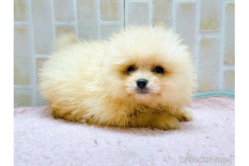 成約済の東京都のポメラニアン-228757の11枚目