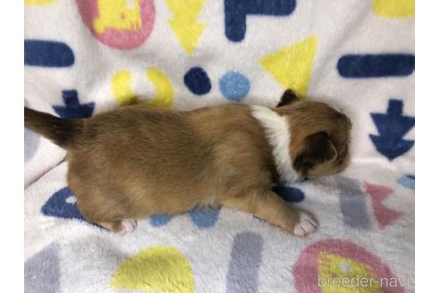 成約済の千葉県のチワワ(ロングコート)-232507の2枚目