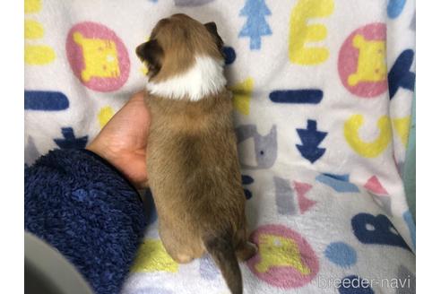 成約済の千葉県のチワワ(ロングコート)-232507の3枚目