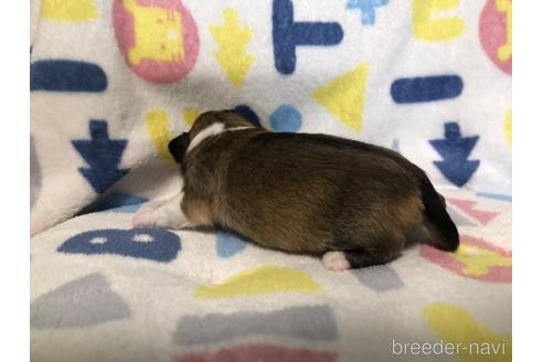 成約済の千葉県のチワワ(ロングコート)-232509の3枚目