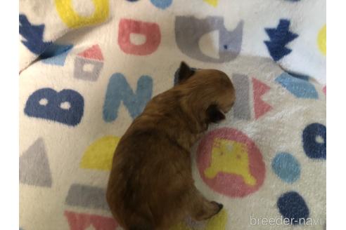 成約済の千葉県のチワワ(ロングコート)-232510の2枚目