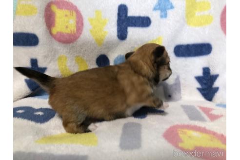 成約済の千葉県のチワワ(ロングコート)-232510の3枚目