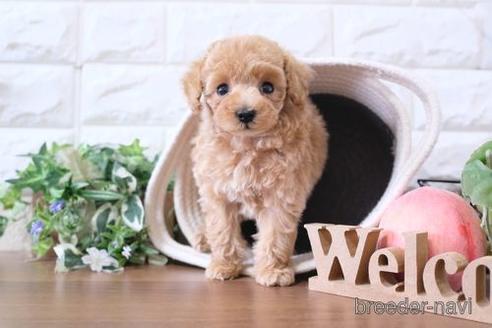 成約済の滋賀県のトイプードル-229734の1枚目