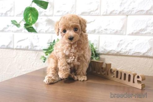 成約済の滋賀県のトイプードル-229734の6枚目