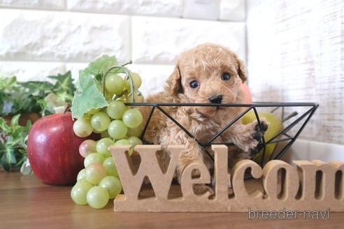 成約済の滋賀県のトイプードル-229734の3枚目