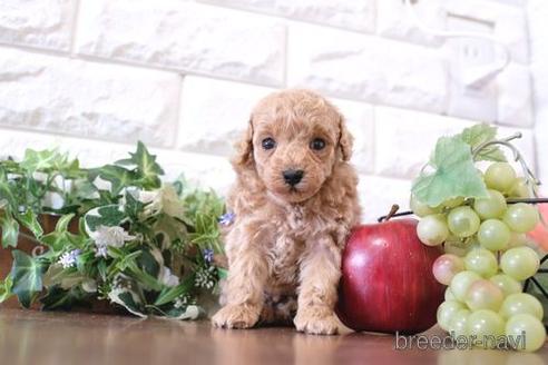 成約済の滋賀県のトイプードル-229734の2枚目
