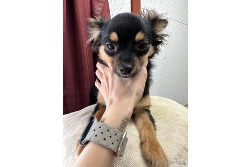 成約済の千葉県のチワワ(ロングコート)-221767の26枚目