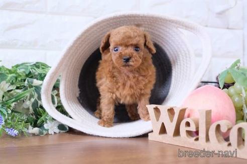 成約済の滋賀県のトイプードル-229736の1枚目