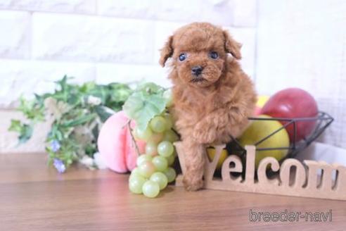 成約済の滋賀県のトイプードル-229736の6枚目