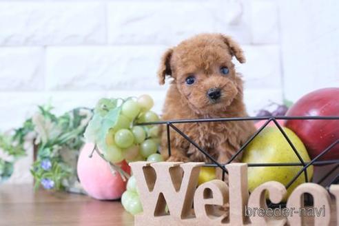 成約済の滋賀県のトイプードル-229737の1枚目