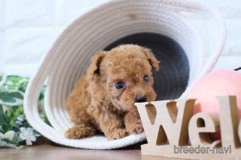 成約済の滋賀県のトイプードル-229737の6枚目