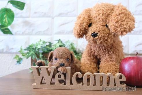 成約済の滋賀県のトイプードル-229737の3枚目