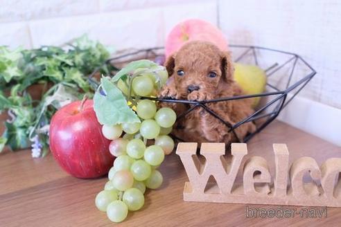 成約済の滋賀県のトイプードル-229737の2枚目