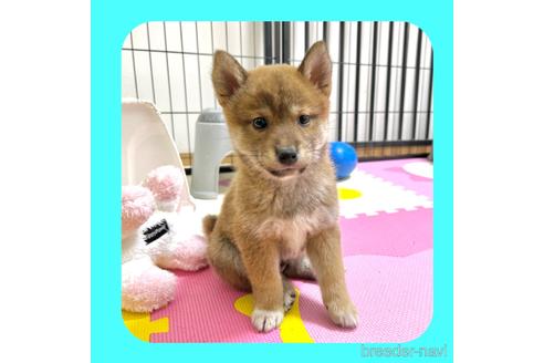 成約済の京都府の柴犬-232583の1枚目