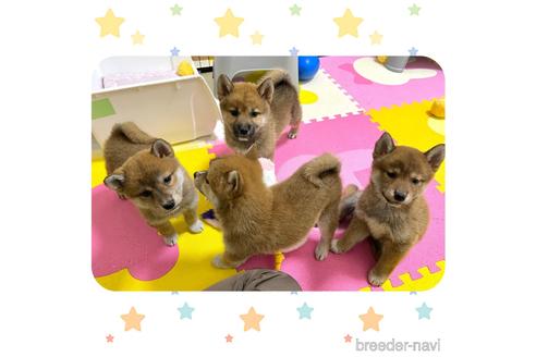 成約済の京都府の柴犬-232583の7枚目