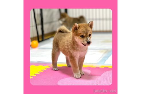 成約済の京都府の柴犬-232586の5枚目